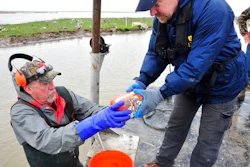 In this March 3, 2019 file photo, provided by the National Transportation Safety Board, NTSB investigators and member of the recovery team retrieve the flight data recorder of the Atlas Air Flight 3591, a Boeing 767 cargo jet that crashed in the muddy marshland of Trinity Bay, east of Houston. Investigators say a pilot's errors and disorientation were primary factors in causing the 2019 crash in Texas.