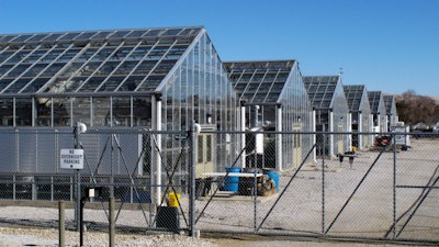 A series of greenhouses are pictured at the University of Nevada, Reno, where a rare desert wildflower is growing.