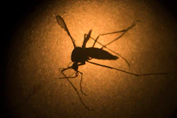 An Aedes aegypti mosquito photographed through a microscope at the Fiocruz institute in Recife, Brazil, Jan. 27, 2016.