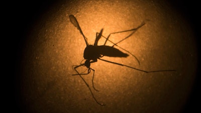 An Aedes aegypti mosquito photographed through a microscope at the Fiocruz institute in Recife, Brazil, Jan. 27, 2016.