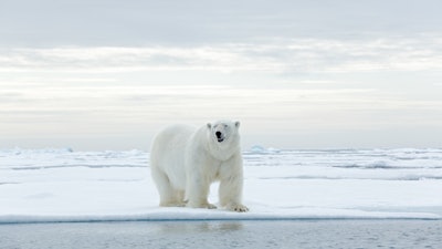 Polar Bear I Stock 1198212588