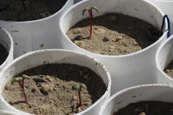 Tiny stems of Tiehm's buckwheat growing in a greenhouse at the University of Nevada in Reno, Feb. 10, 2020.
