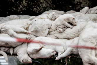 In this Oct. 21, 2020 file photo, minks that have been culled, at a farm in Farre in the southern part of Jutland, Denmark. Denmark’s prime minister says the government wants to cull all 15 million minks in Danish farms, to minimize the risk of them re-transmitting the new coronavirus to humans. She said Wednesday, Nov. 4, 2020, a report from a government agency that maps the coronavirus in Denmark has shown a mutation in the virus found in 12 people in the northern part of the country who got infected by minks.