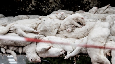 In this Oct. 21, 2020 file photo, minks that have been culled, at a farm in Farre in the southern part of Jutland, Denmark. Denmark’s prime minister says the government wants to cull all 15 million minks in Danish farms, to minimize the risk of them re-transmitting the new coronavirus to humans. She said Wednesday, Nov. 4, 2020, a report from a government agency that maps the coronavirus in Denmark has shown a mutation in the virus found in 12 people in the northern part of the country who got infected by minks.