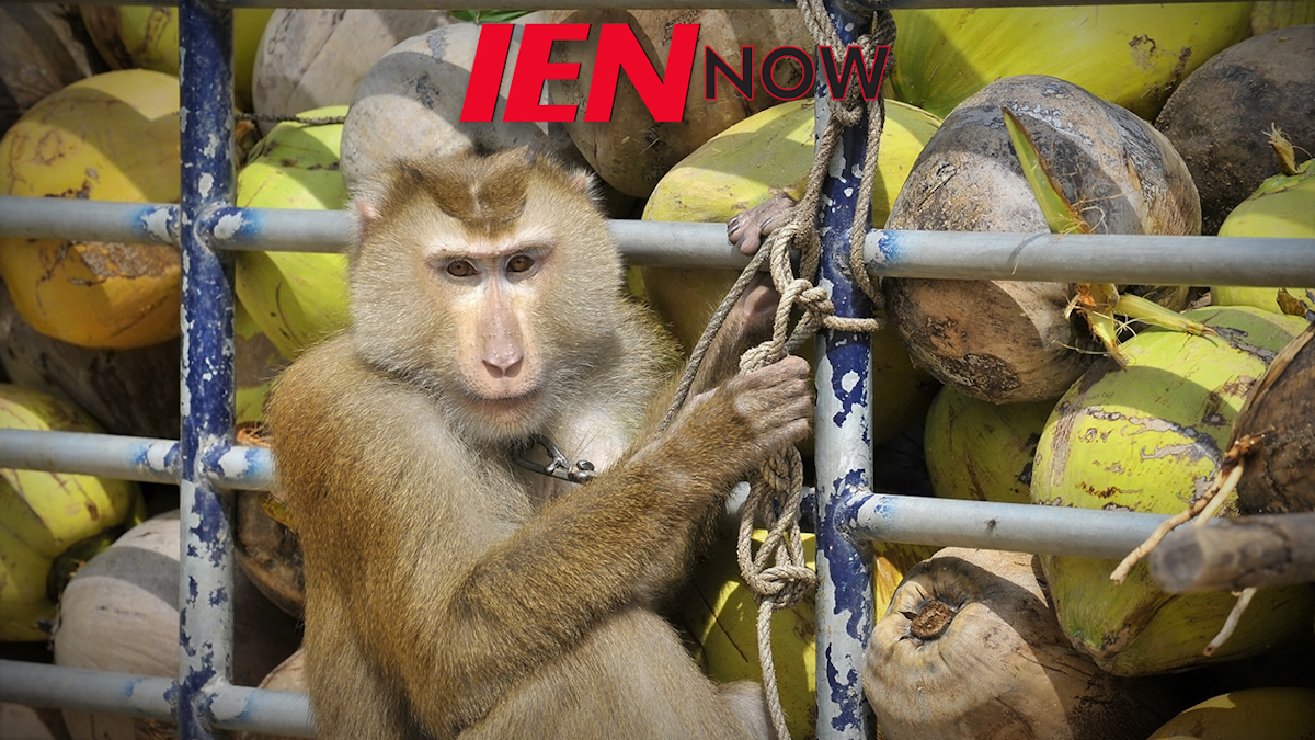 Costco Drops Coconut Milk Brand After Alleged Monkey Labor Industrial