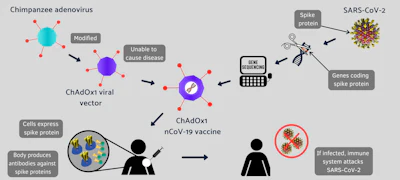 Genetic material encoding the spike protein, which enables to infect human cells, is inserted into a modified cold virus from chimps. This combination is the Oxford-AstraZeneca vaccine that was then injected into volunteers. The vaccine allows the muscle cells in the arm to manufacture the spike protein, which gives the body a preview of the virus and allows it to develop an immune response should the real virus strike.