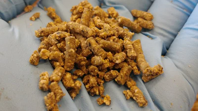 Fish-free aquafeed made with two types of microalgae. Devin Fitzgerald, CC BY-ND