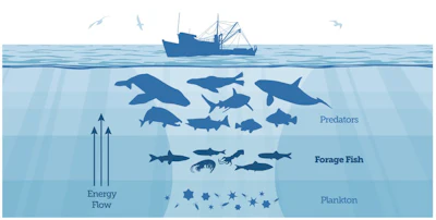 Small schooling species such as sardines, sauries, and smelt – commonly known as forage fish – play a critical role in sustaining the ocean. These species eat tiny plants and animals, in turn becoming an important food source for bigger fish, seabirds and marine mammals. Pew Charitable Trusts, CC BY-ND