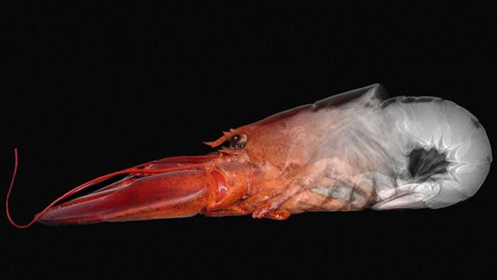 The natural strength of lobster shells inspired the research team.