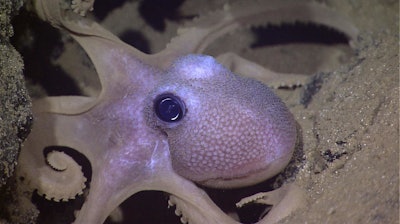 This octopus has color-changing cells, called chromatophores, in its skin — a phenomenon that inspired Rutgers engineers.
