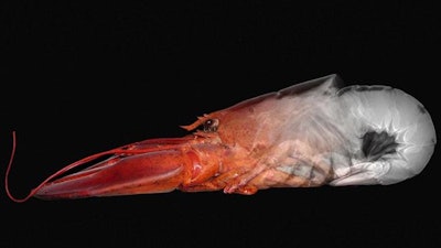 The natural strength of lobster shells inspired the research team.