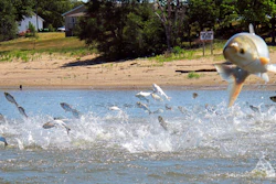 Asian carp, jolted by an electric current from a research boat, jump from the Illinois River near Havana, Ill., June 13, 2012.