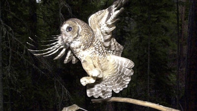 In this May 8, 2003, file photo, a Northern Spotted Owl flies after an elusive mouse jumping off the end of a stick in the Deschutes National Forest near Camp Sherman, Ore. The Trump administration has slashed more than 3 million acres of protected habitat for the northern spotted owl in Oregon, Washington and northern California, much of it in prime timber locations in Oregon's coastal ranges. Environmentalists are accusing the U.S. Fish and Wildlife Service under President Donald Trump of taking a 'parting shot' at protections designed to help restore the threatened owl species.