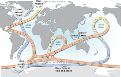 Global thermohaline circulation is driven primarily by the formation and sinking of deep water. It moves heat from the equator toward the poles.