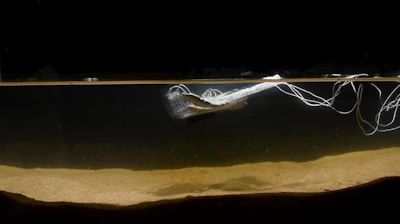 Power transmitted through the conductive silver-hydrogel composite actuated the shape-memory alloy muscle of this stingray-inspired soft swimmer.