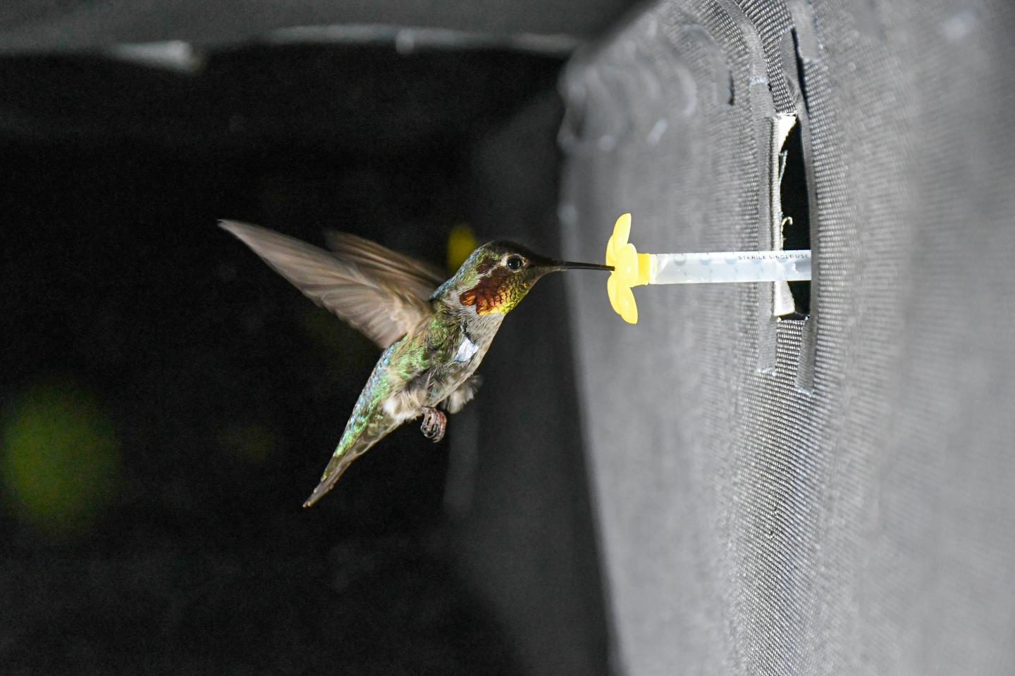 Hummingbird in an experimental setup drinking sugar water from a fake flower.