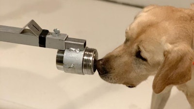 Poncho, a two-and-a-half year old yellow Labrador retriever, was one of the dogs trained in a Penn Vet-led study to see if his and his fellow canines' sensitive noses could discriminate positive from negative SARS-CoV-2 samples. They were able to do so with 96% accuracy.