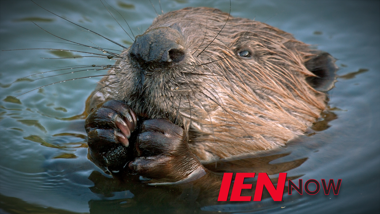 Beavertn