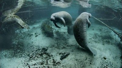 Red tide in recent years has killed large numbers of Florida’s manatees, a threatened species.