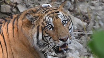 The GPS collar on this tiger in Nepal’s Parsa National Park will help scientists understand how the tiger behaves near and away from roads.