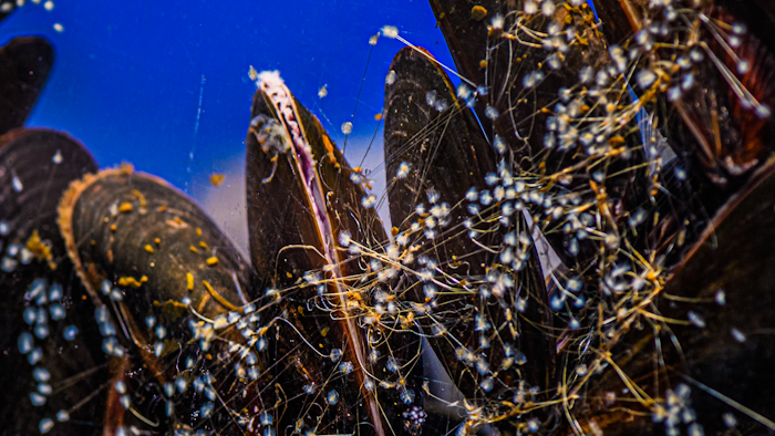 Jonathan Wilker notes that not everyone in his Purdue lab has a chemistry degree. Some lab members are shellfish – about 1,000 of them. The shellfish play a valuable role by demonstrating how they make adhesives so scientists can build upon their biological strategies.