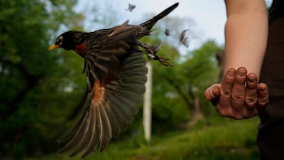 Avian ecologist and Georgetown University Ph.D. student Emily Williams releases an American robin, too light to be fitted with an Argos satellite tag, after gathering samples and data and applying bands, Cheverly, Md., April 28, 2021.