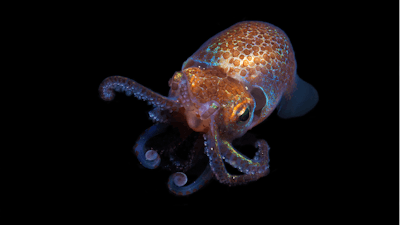 The baby Hawaiian bobtail squid were raised at the University of Hawaii's Kewalo Marine Laboratory.