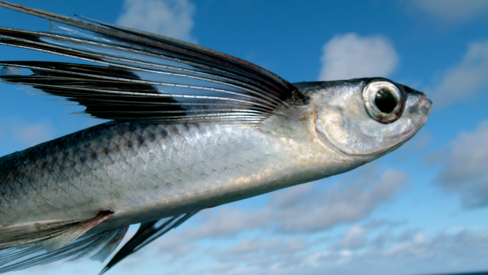 Flying fish use their fins both to swim and glide through the air.