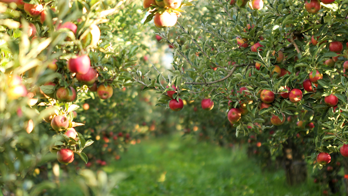 Chlorpyrifos is widely used on crops, including fruits, vegetables, nuts, corn and soybeans.