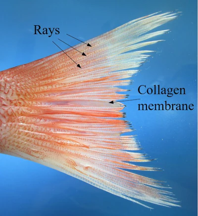The thin lines in the tail of this red snapper are rays that allow the fish to control the shape and stiffness of its fins.