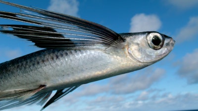 Flying fish use their fins both to swim and glide through the air.