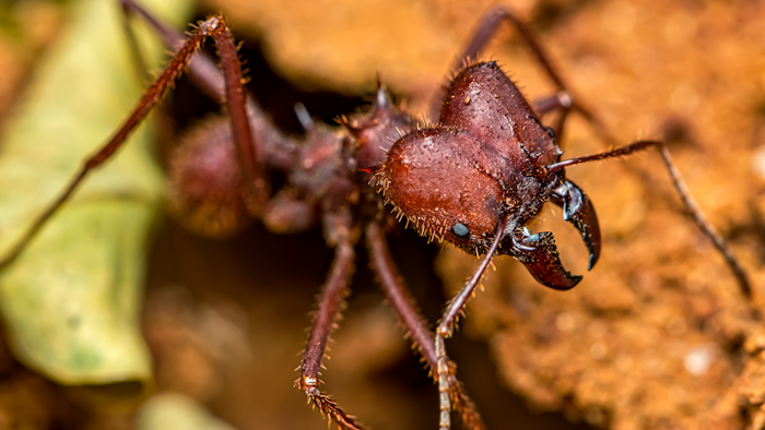 A leaf cutter ant.