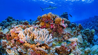 A shark swims on a reef in Ailinginae Atoll in the Marshall Islands, August 2018.