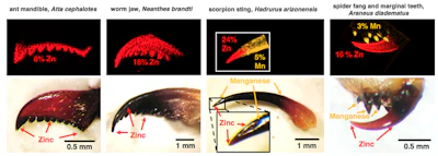 Biomaterials that incorporate zinc (red) and manganese (orange) are located in the important cutting and piercing edges of ant mandibles, worm jaws and other 'tools.'