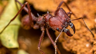 A leaf cutter ant.