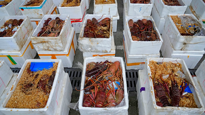 Australian lobsters seized by the Hong Kong Customs during an anti-smuggling operation, are displayed at a news conference in Hong Kong on Oct. 15, 2021.