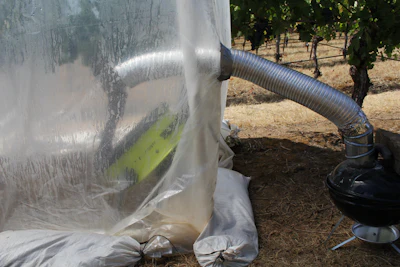 Oregon State University researcher study the impact of smoke exposure on grapes at Oregon State University's Woodhall Vineyard.