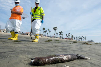 Workers in protective suits walk by as dead marine life washed off on a beach after an oil spill in Newport Beach, Calif., on Wednesday, Oct. 6, 2021.