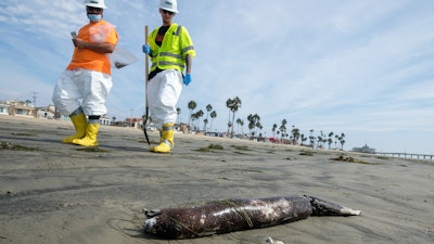 Workers in protective suits walk by as dead marine life washed off on a beach after an oil spill in Newport Beach, Calif., on Wednesday, Oct. 6, 2021.