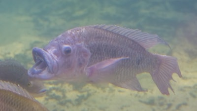 A closeup of a tilapia.