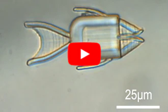 Fish-shaped microrobots are guided with magnets to cancer cells, where they open their mouths to release their chemotherapy cargo.