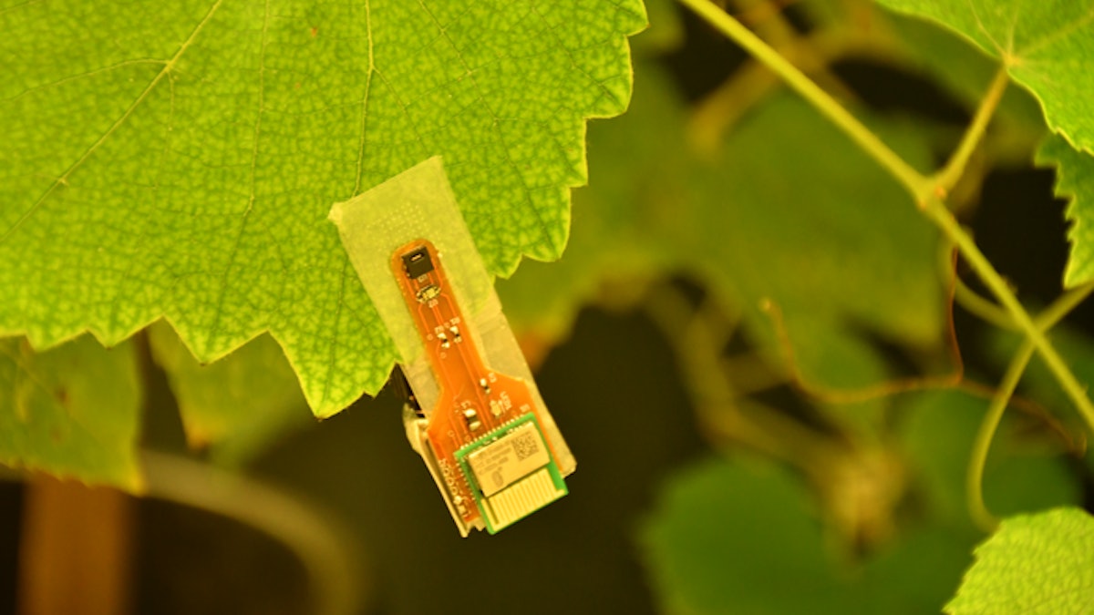 Weed-Inspired Velcro Concept Could Deliver Medicines, Collect Data From  Plants - Modern Farmer