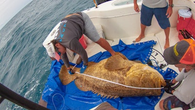 Matt Ajemian, Ph.D., measures a Goliath grouper.