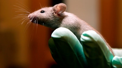 A technician holds a laboratory mouse at the Jackson Laboratory, Jan. 24, 2006, in Bar Harbor, Maine.