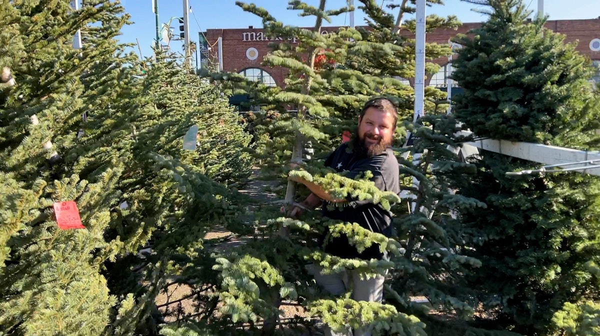 Christmas Tree Buyers Face Reduced Supplies, Higher Prices Industrial Christmas Tree Buyers