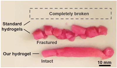 The researchers tested three different hydrogels using the vocal cord bioreactor. While the new hydrogel remained stable, the two standard hydrogels, which represent most existing injectable hydrogels, did not survive the test.