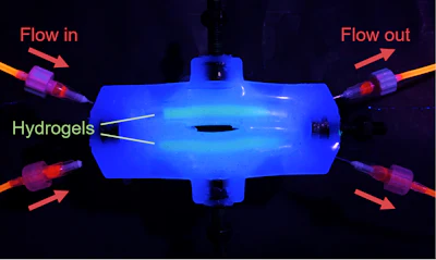The flow, mimicking the blood in the human body, passes through 6 centimeter-long hydrogels in the vocal cord bioreactor during testing.