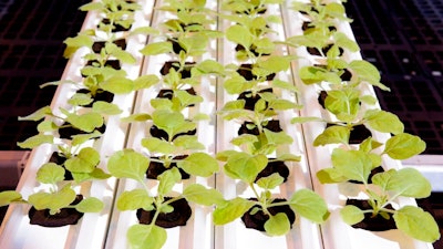 This Sept 10, 2021, photo provided by Medicago, shows a tray of N. Benthamiana sprouts inside a Medicago greenhouse, in Quebec City. On Tuesday, Dec. 7, 2021, the Canadian drugmaker says its plant-based COVID-19 vaccine showed strong protection against the coronavirus.