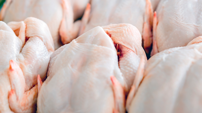 Chicken I Stock 497680194