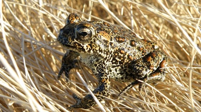 A Dixie Valley toad sits atop grass in Dixie Valley, Nev., on April 6, 2009. The Dixie Valley toad is found only in Nevada and its entire population lives in a thermal spring-fed wetland in the remote Dixie Valley. A federal appeals court will have to decide whether protecting historical tribal lands and a rare toad warrant blocking a major geothermal plant in Nevada as the nation tries to move away from fossil fuels amid a looming climate crisis.